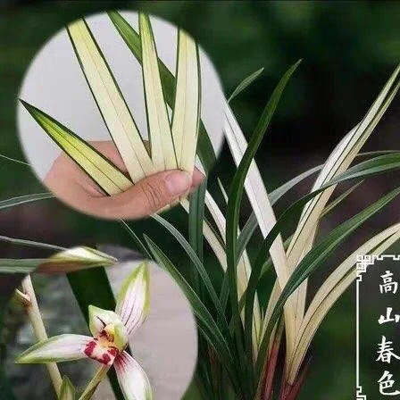 建兰高山春色花艺双全先明中透艺浓香型花卉盆栽（花期6.10月份）
