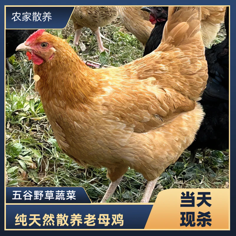新密正宗生态新鲜散养老母鸡毛重3~3.5斤 包冰率10%以内