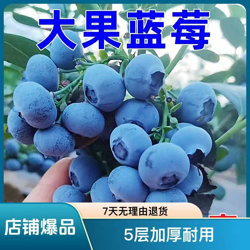 优质蓝莓树苗超大果庭院阳台盆栽地栽南方北方种植耐寒带果发货