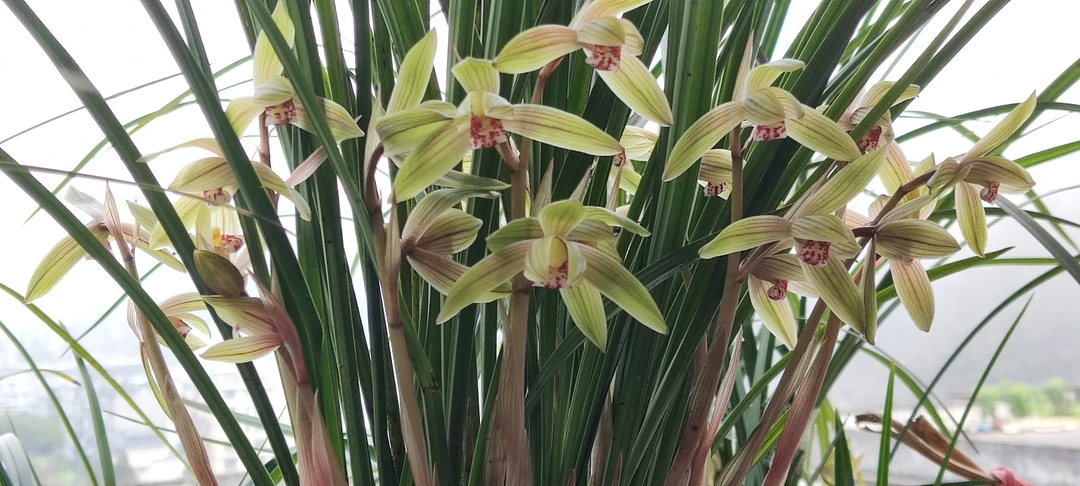 春剑，草型立挺，质厚，叶宽，花型漂亮，色彩艳丽。