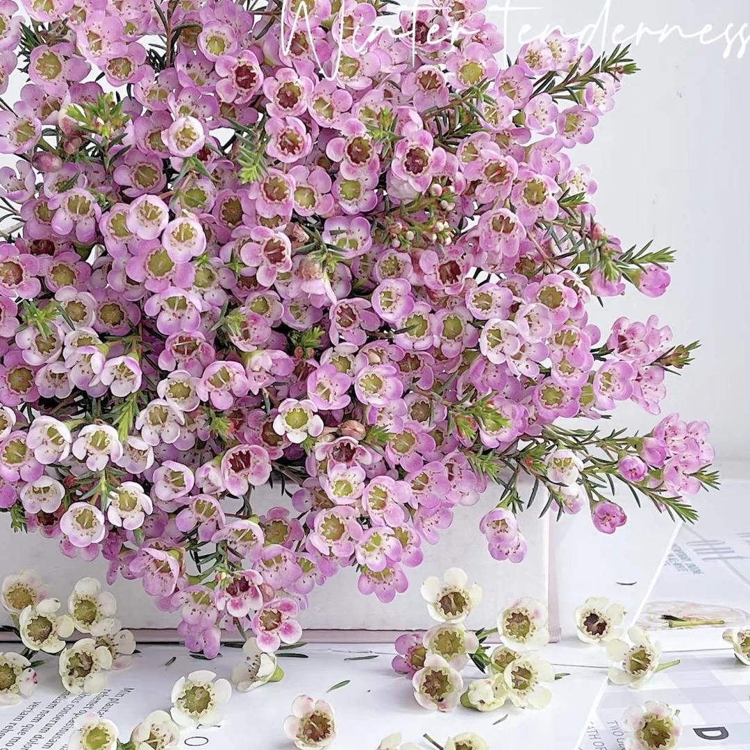 【澳洲平头腊梅】年宵花