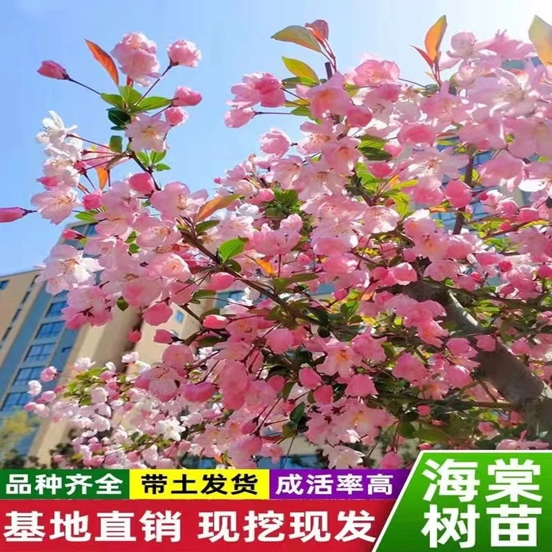 高杆海棠树苗西府垂丝北美日本海棠树苗庭院别墅适应南北方种植