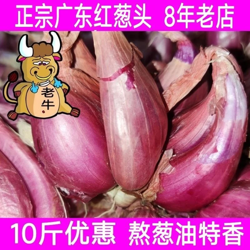 广东本地红葱头干葱头火葱正宗新鲜小香葱种子熬葱油特香商用包邮