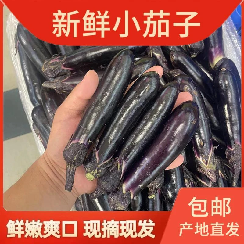 小茄子东北紫茄子新鲜蘸酱菜蒜茄子专用生吃紫库农家自种新鲜现摘