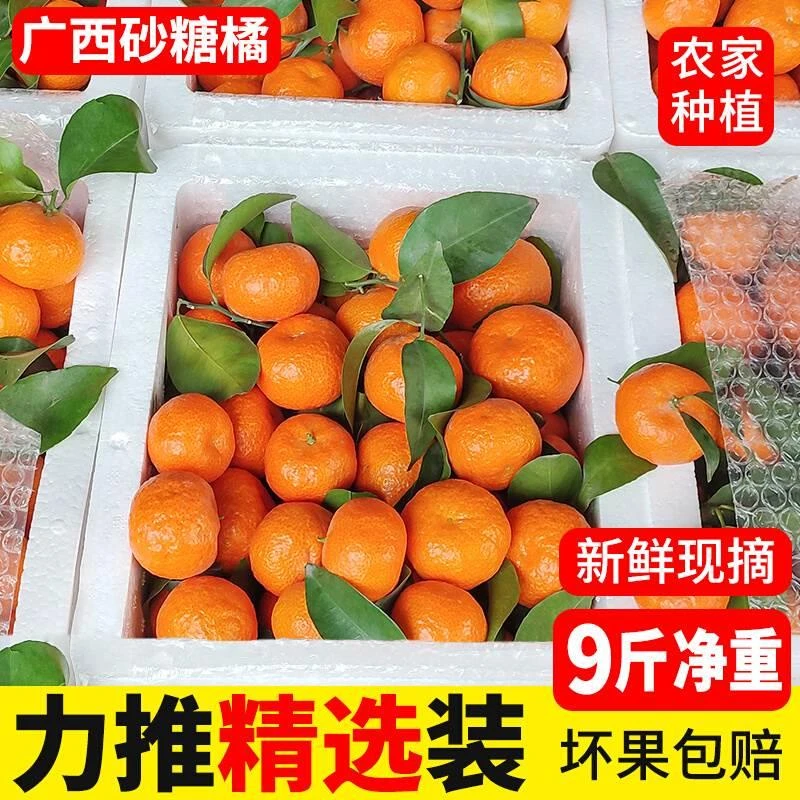 广西砂糖橘正宗金秋砂糖桔新鲜当季水果整箱现摘现发香甜多汁蜜橘