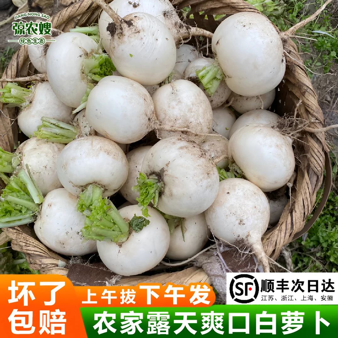 苏北农家新鲜白萝卜露天种植清脆圆白小萝卜腌菜泡菜甜脆爽口蔬菜
