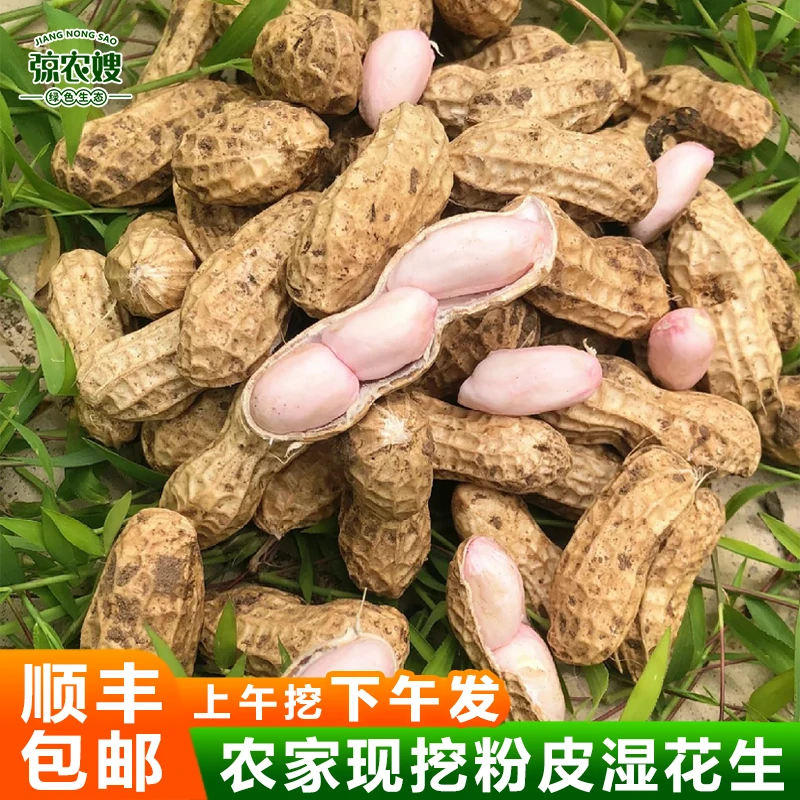 苏北农家自种花生新鲜现挖带壳湿花生新花生嫩花生红皮鲜花生水煮