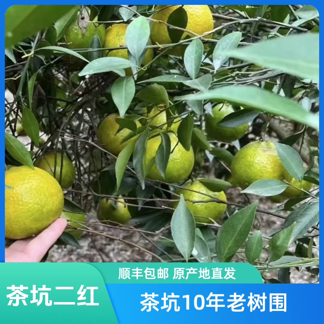 【驳枝二红茶枝柑】15年茶坑老树二红鲜果