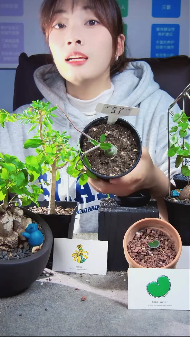 【闪购商品】南非龟甲龙L23.12.14.31爱情