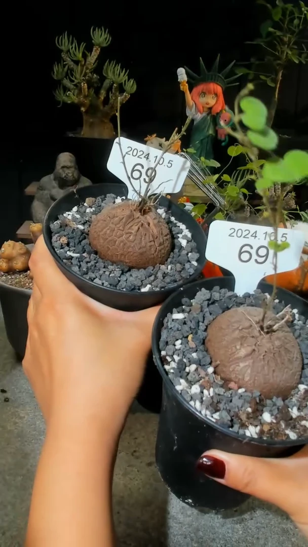 【闪购商品】南非龟甲龙10.5.69