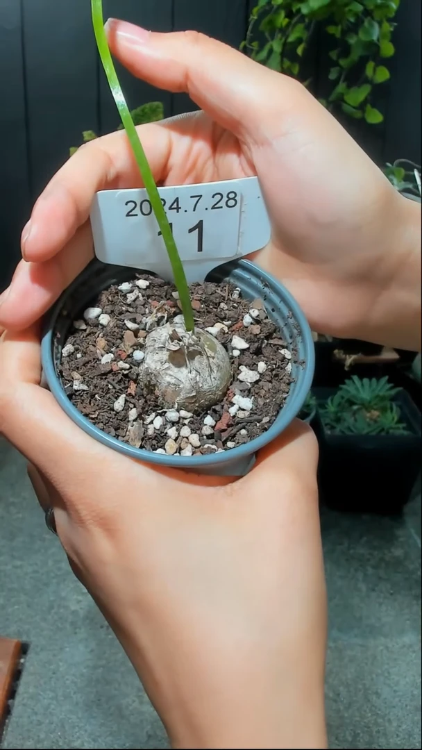 【闪购商品】大苍角殿11