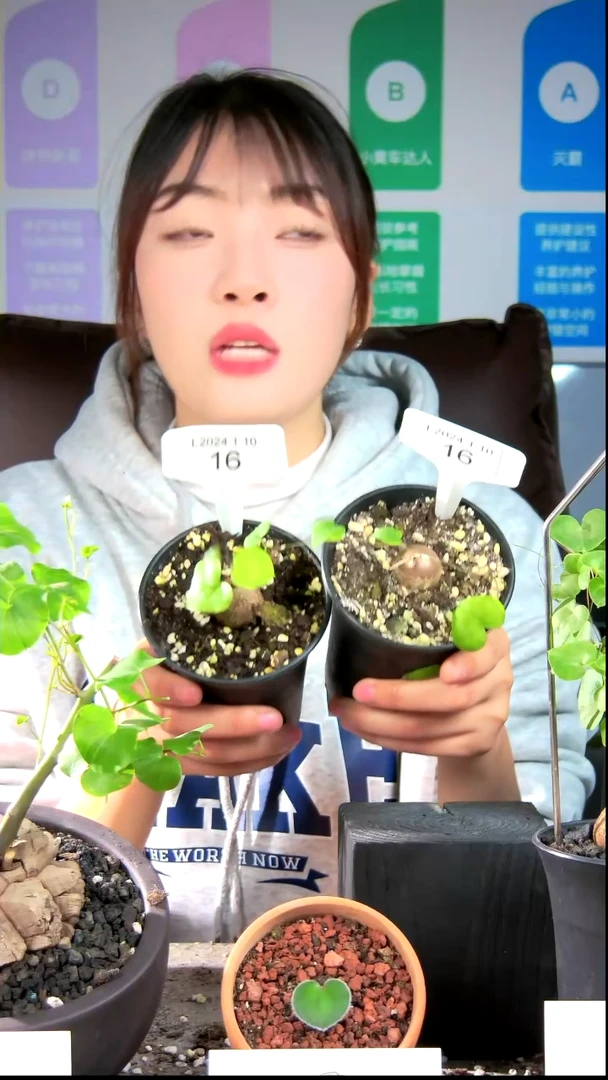 【闪购商品】南非龟甲龙L24.1.10.16爱情