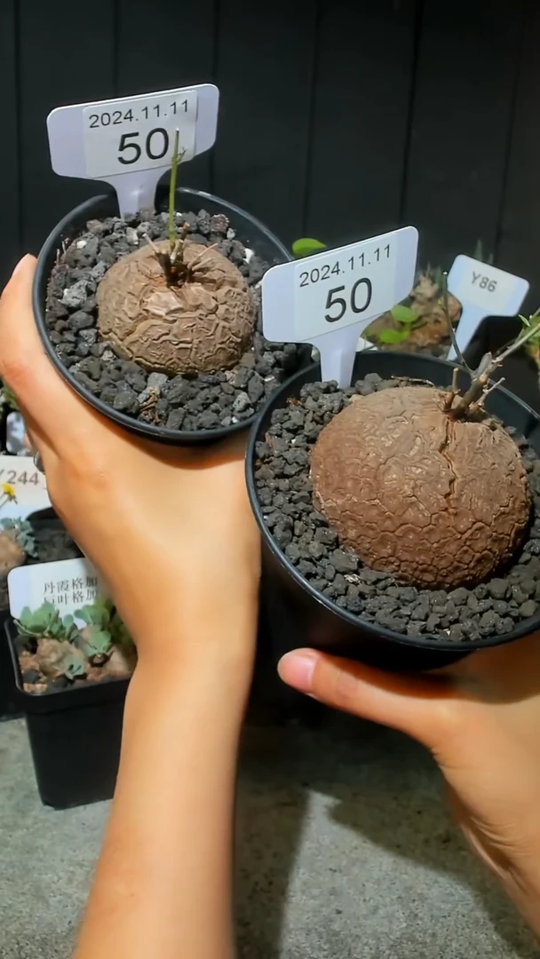 【闪购商品】南非龟甲龙11.11..50