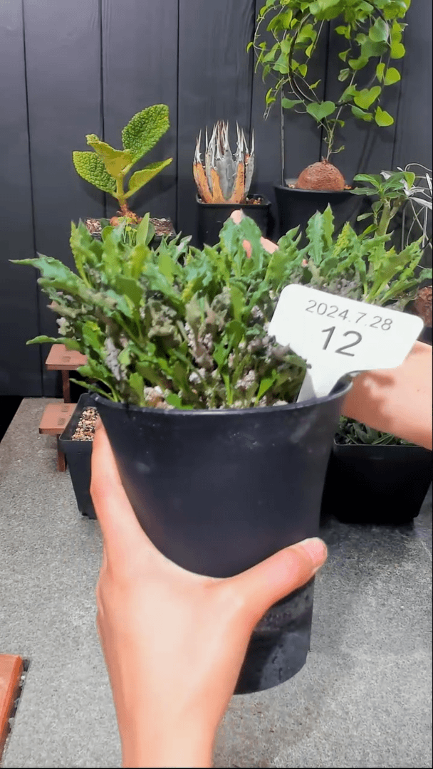 【闪购商品】缀化皱叶麒麟12