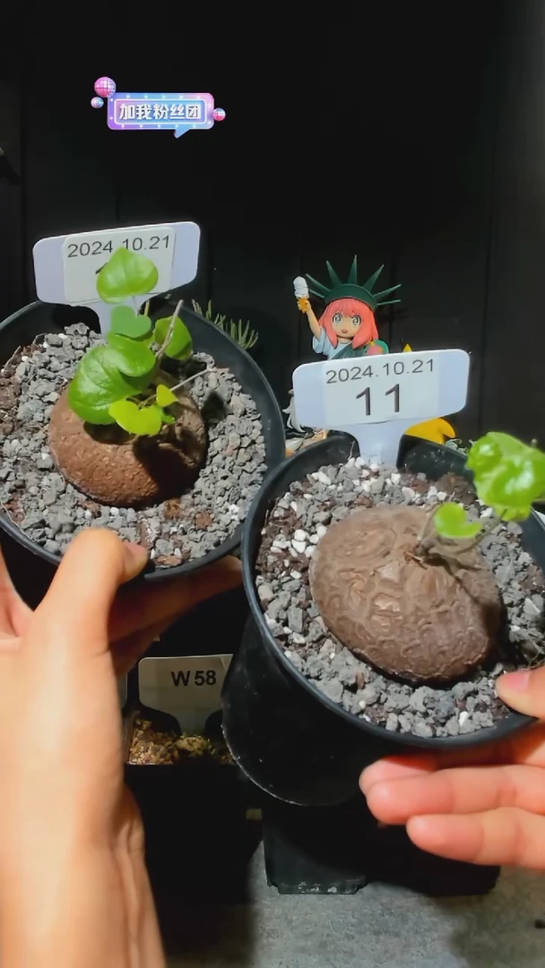 【闪购商品】南非龟甲龙10.21.11