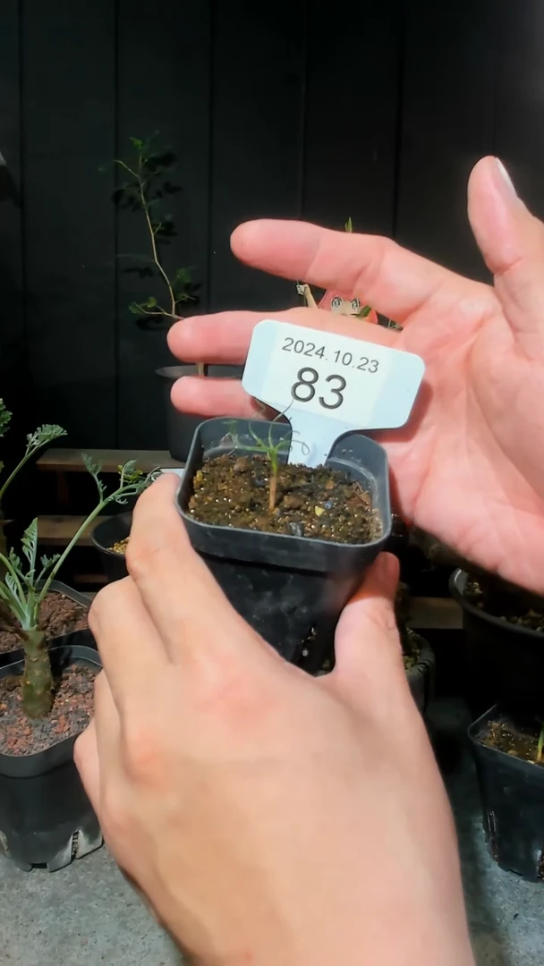 【闪购商品】南红花10.23.83