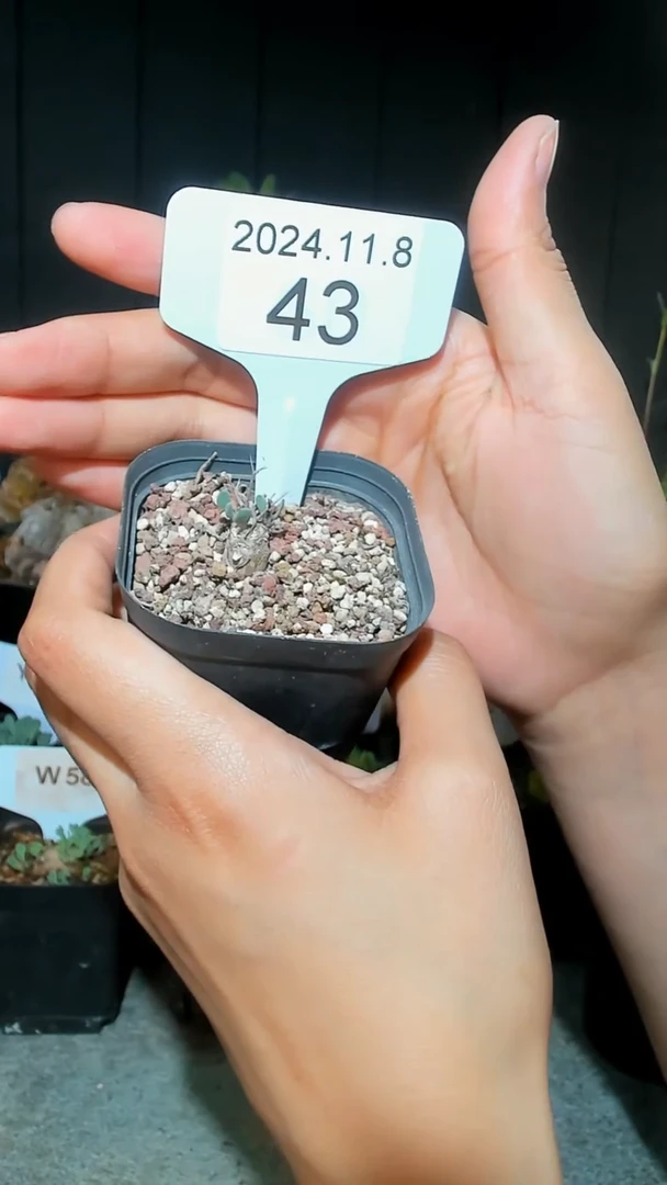 【闪购商品】黑鬼殿宝宝11.8..43