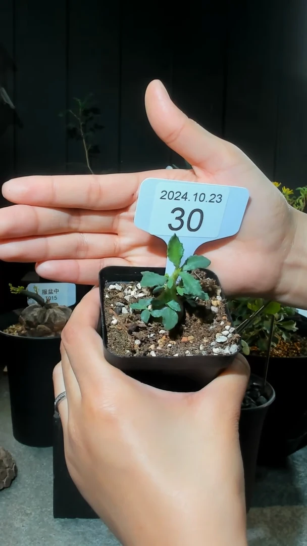 【闪购商品】小叶玉琉桑10.23.30