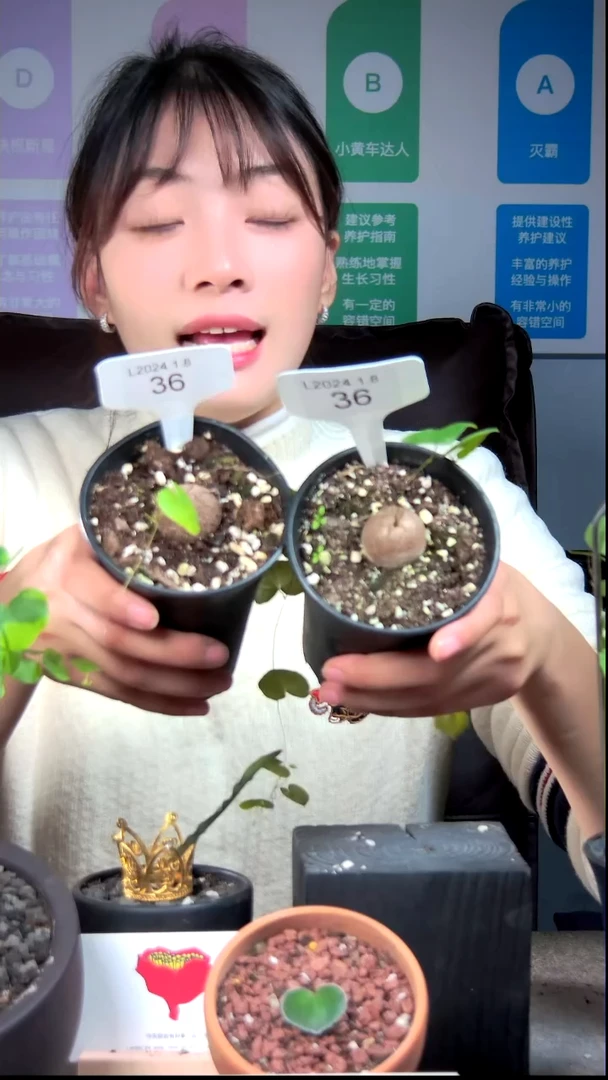 【闪购商品】龟甲龙L24.1.8.36爱情