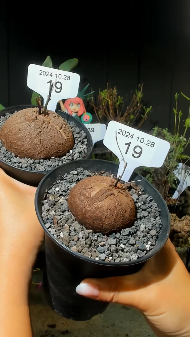 【闪购商品】南非龟甲龙10.28.19