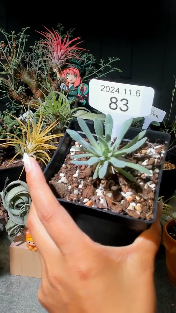 【闪购商品】刨花厚敦菊11.6.83