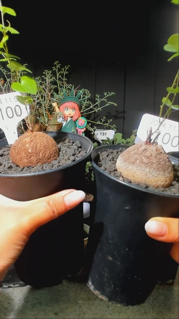 【闪购商品】南非龟甲龙11.5.100