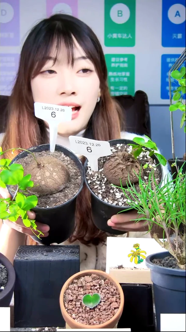 【闪购商品】南非龟甲龙L23.12.26.6福利