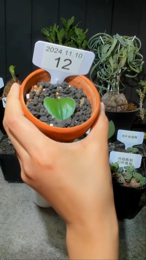 【闪购商品】毛爱心11.10..12