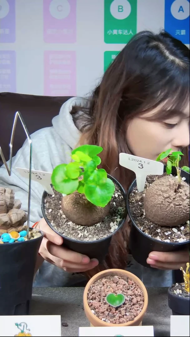 【闪购商品】南非龟甲龙L24.1.2.3福利