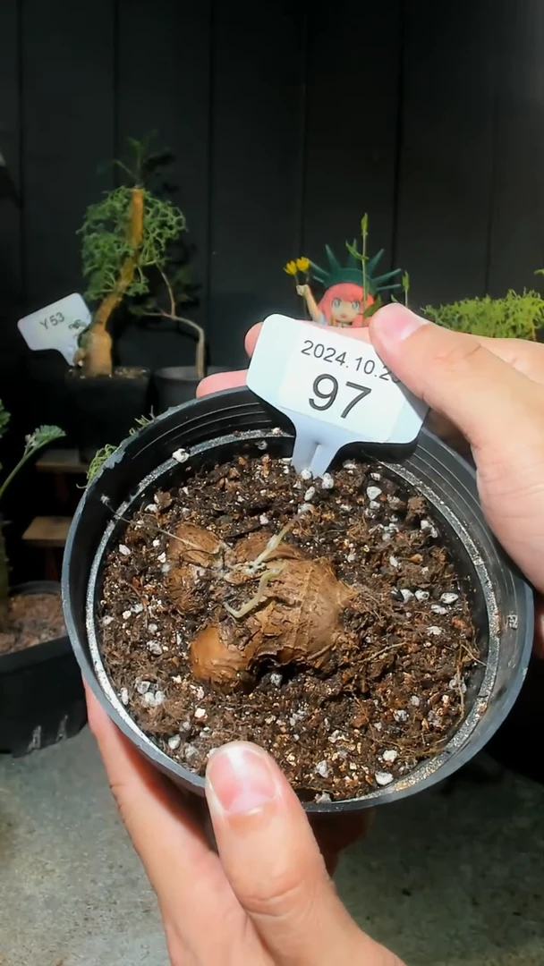 【闪购商品】菲力厚墩菊10.23.97