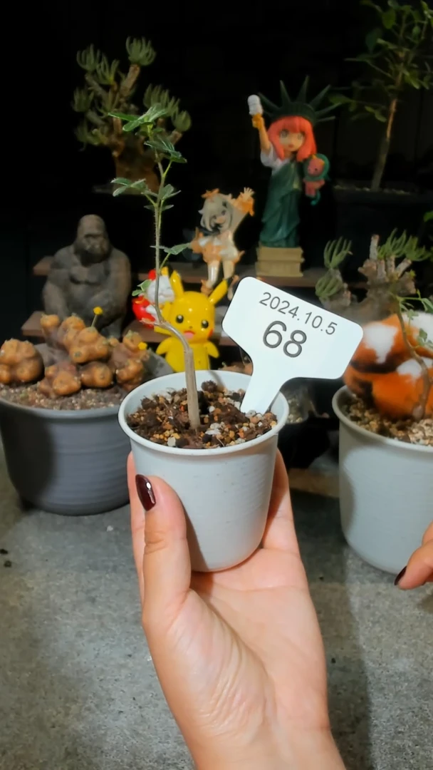 【闪购商品】滔天橄榄10.5 .68