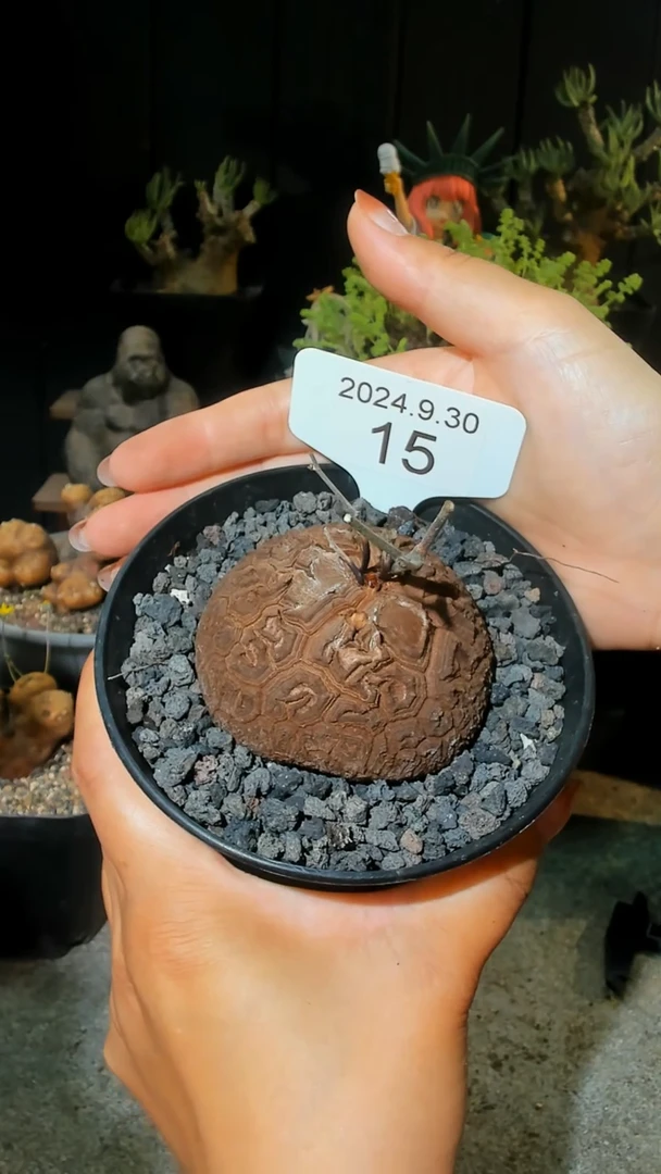 【闪购商品】南非龟甲龙9.30.15