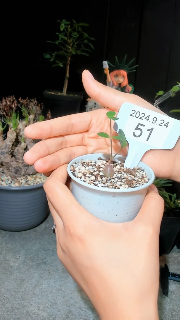 【闪购商品】龙卵窟9.24.51