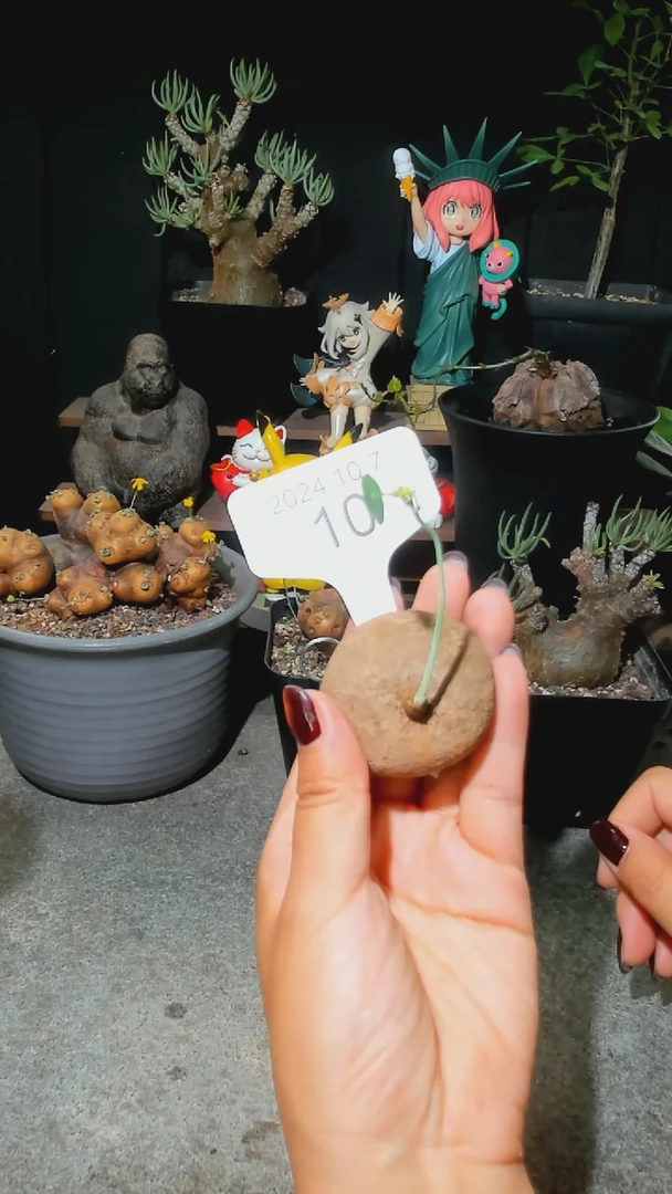 【闪购商品】有小瑕疵的福利素可泰10.7.10