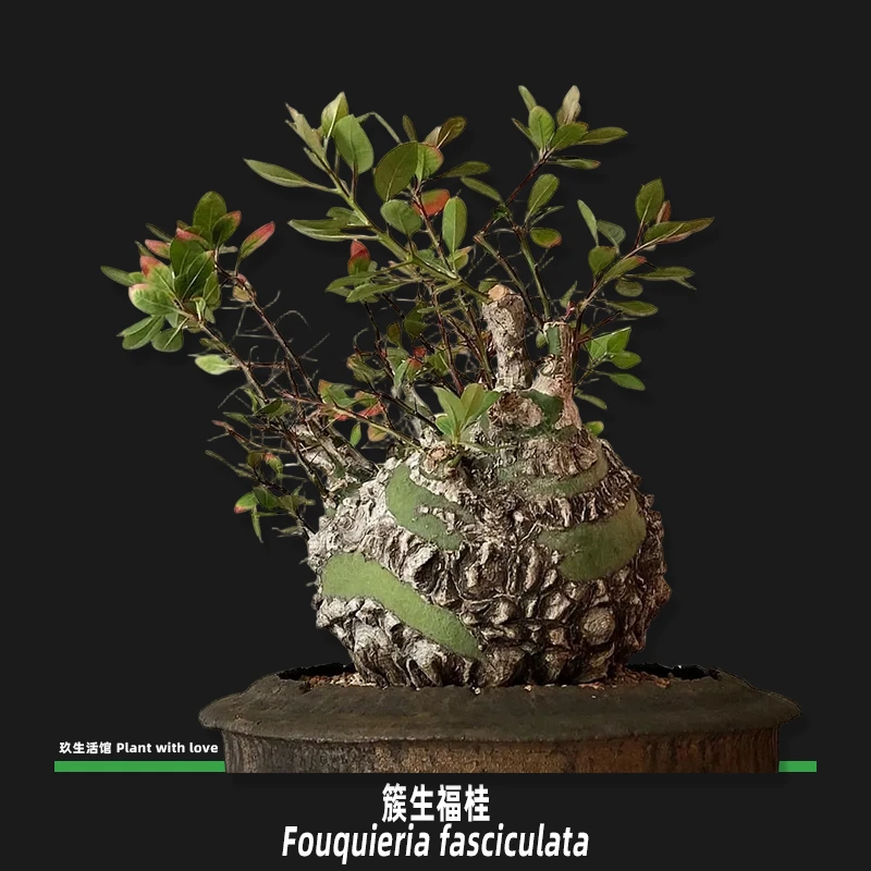 簇生福桂 籽播实生园艺株 稀有块根多肉植物 夏型块根多肉植物