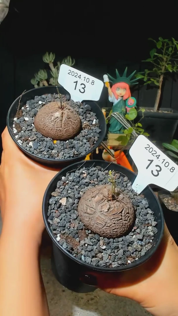 【闪购商品】南非龟甲龙10.8.13