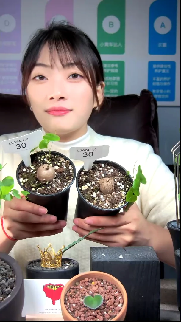 【闪购商品】龟甲龙L24.1.8.30爱情