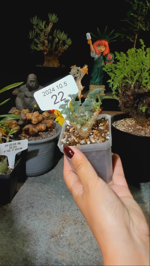 【闪购商品】白皮月界10.5.22