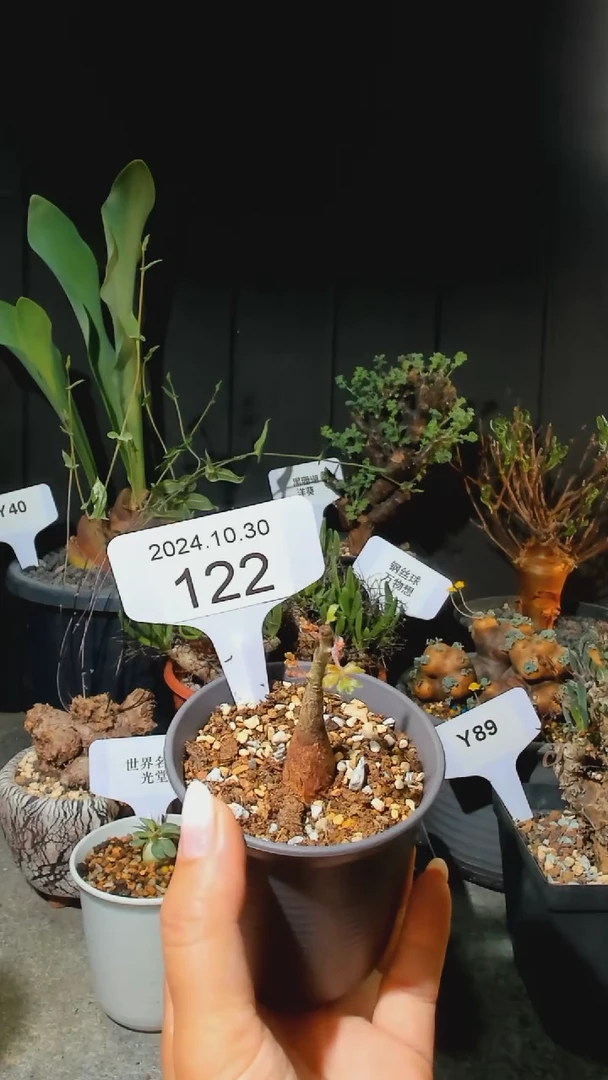 【闪购商品】橡木10.30.122