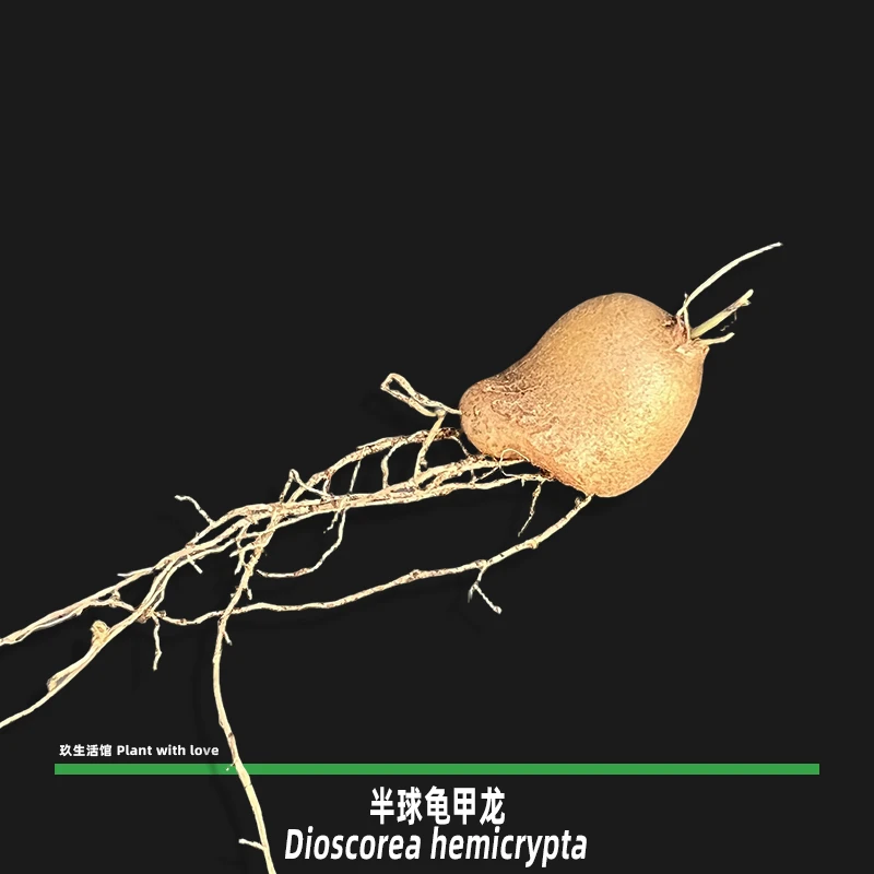 半球龟甲龙宝宝 Dioscorea hemicrypta 籽播实生苗 块根多肉植物