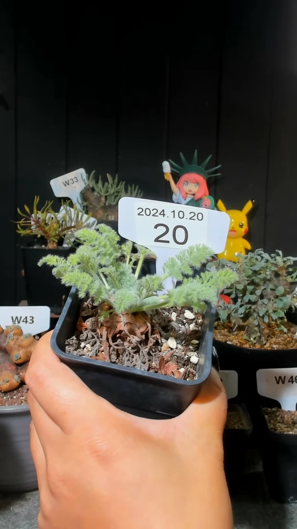 【闪购商品】羽叶洋葵10.20..20