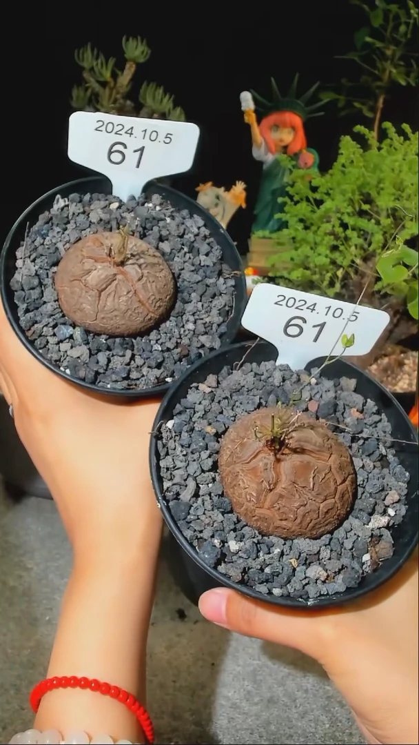 【闪购商品】南非龟甲龙10.5.61