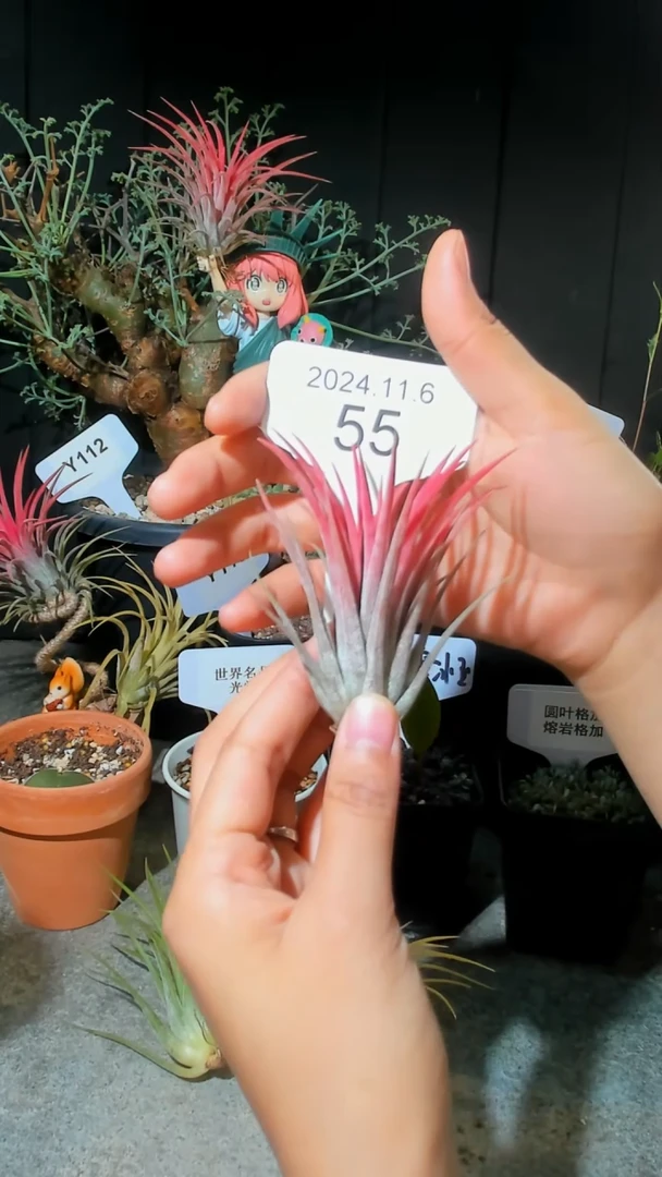 【闪购商品】红色精灵空气凤梨11.6.55