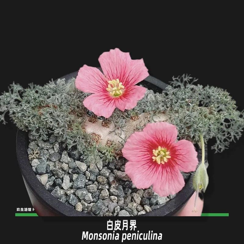 白皮月界 稀有牻牛儿苗科块根多肉植物 实生非扦插带盆发货