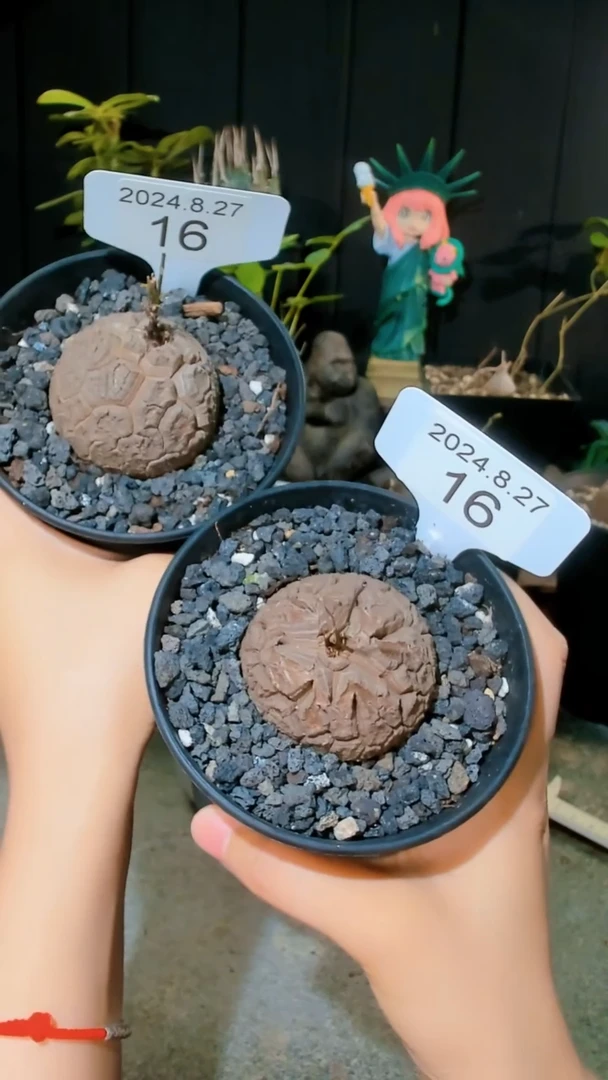 【闪购商品】南非龟甲龙8.27.16