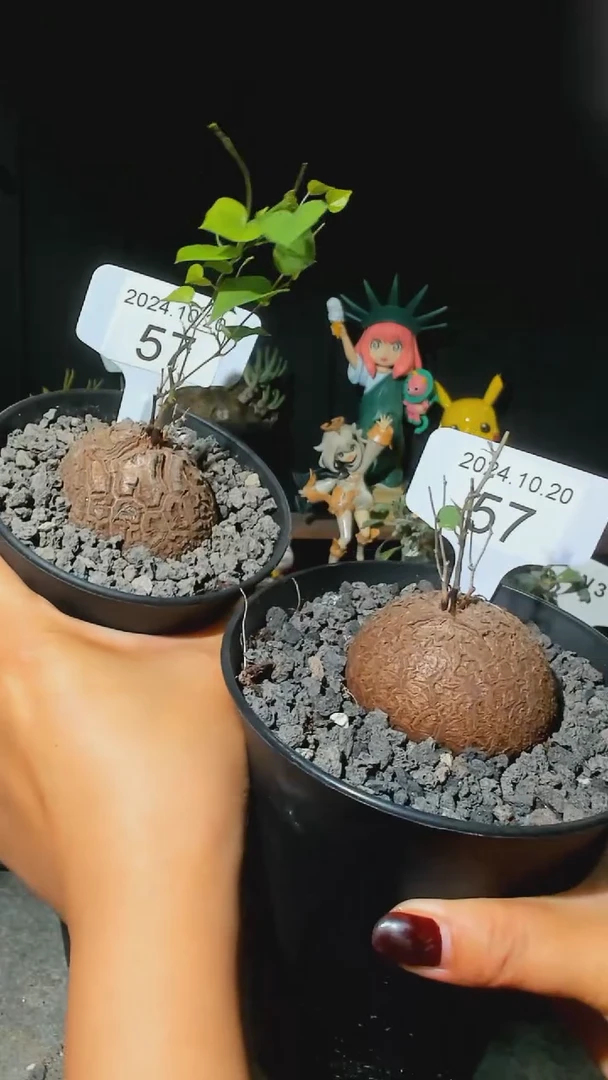 【闪购商品】南非龟甲龙10.20..57