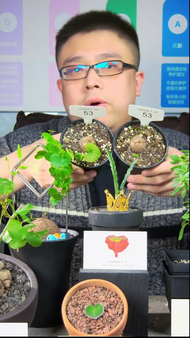 【闪购商品】南非龟甲龙L24.1.10.53