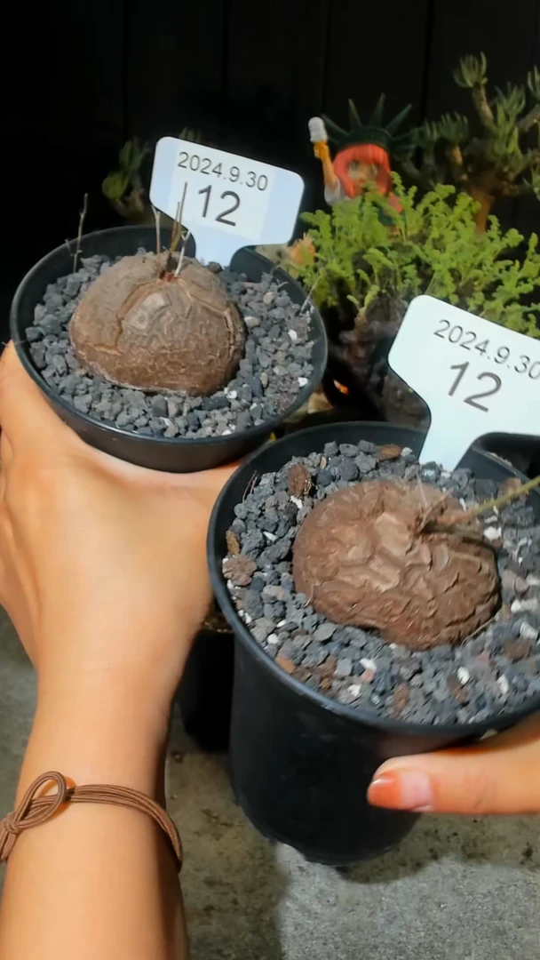 【闪购商品】有屁屁特价福利南非龟甲龙9.30.12