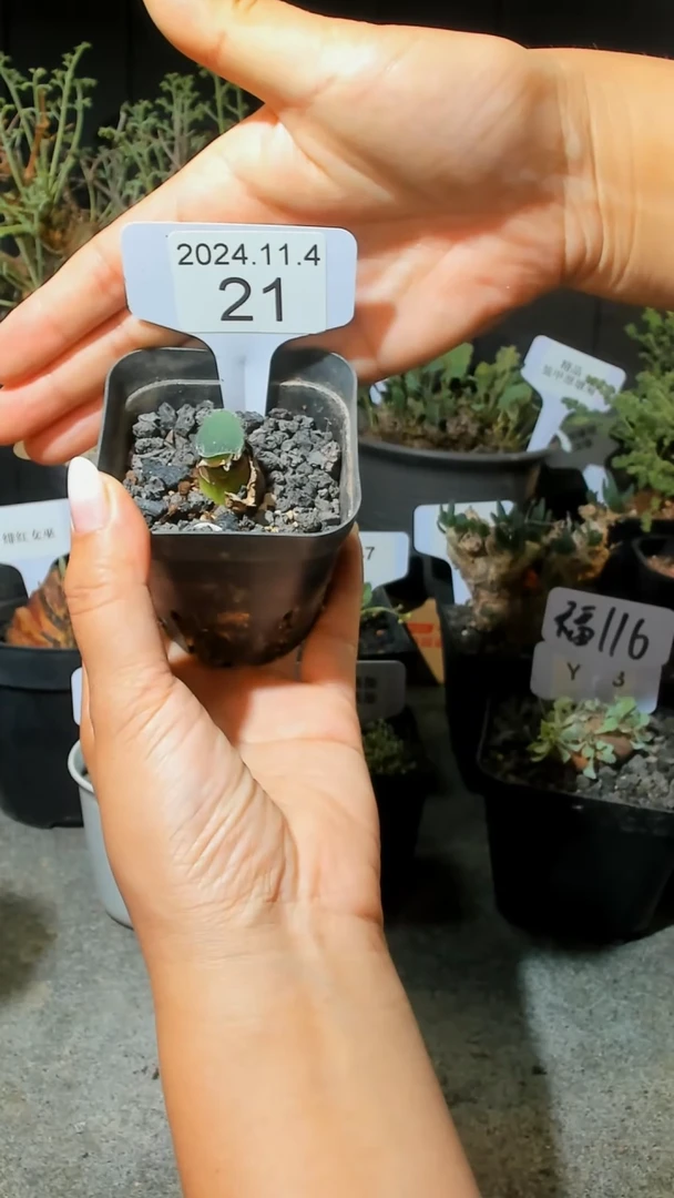 【闪购商品】毛叶血莲11.4.21