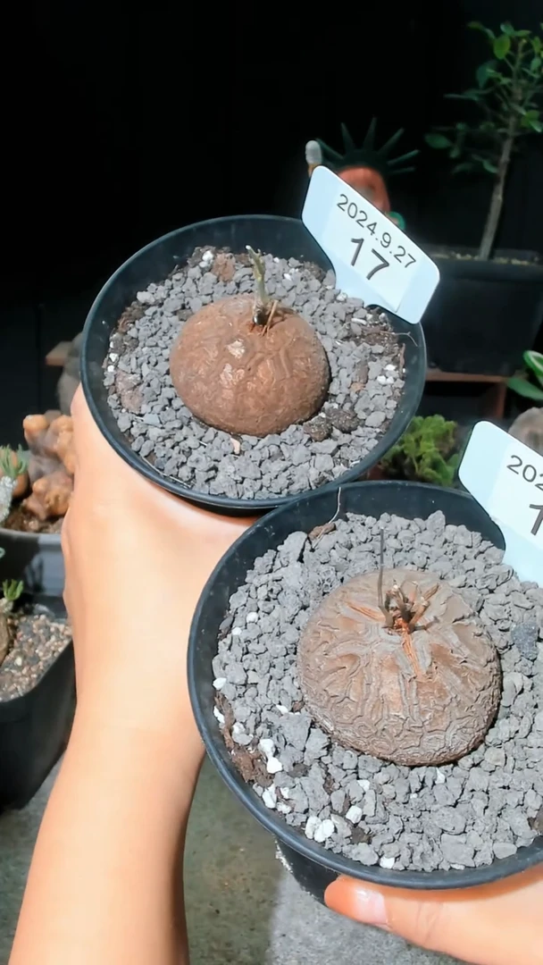 【闪购商品】南非龟甲龙9.2.17